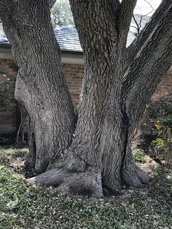 Mature heritage tree close to a San Felipe property cared for by certified arborists